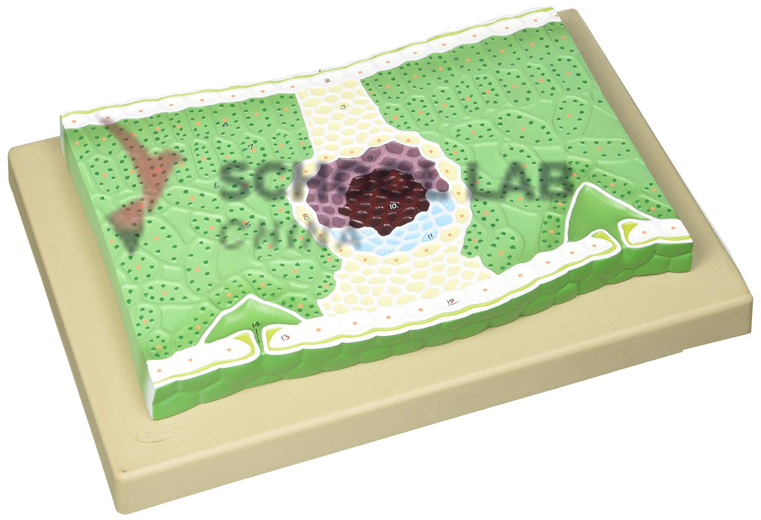 Leaf Model: Dicot V.S.